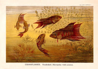 Largefin Fish Chart Poster - Scientific Illustration — Ansicht 3