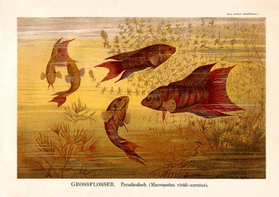 Largefin Fish Chart Poster - Scientific Illustration