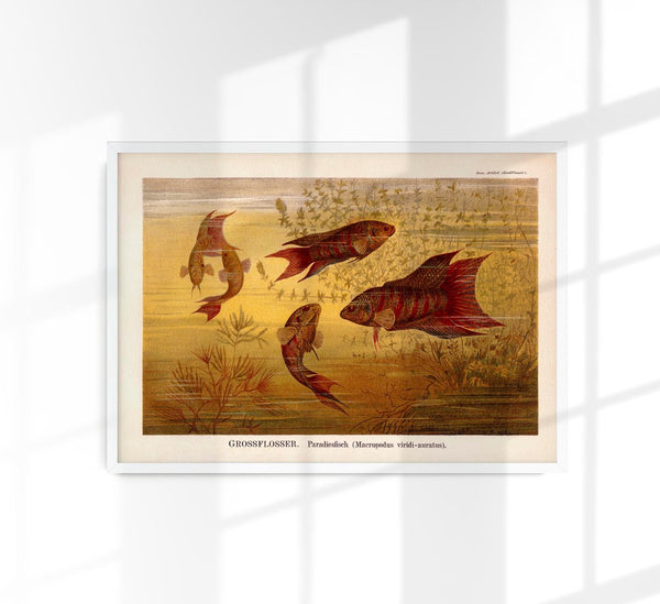 Largefin Fish Chart Poster - Scientific Illustration