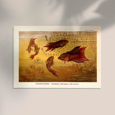 Largefin Fish Chart Poster - Scientific Illustration