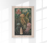 Jellyfishes Chart Poster – Wissenschaftliche Illustration Meeresbiologie — Ansicht 1