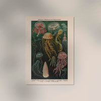Jellyfishes Chart Poster – Wissenschaftliche Illustration Meeresbiologie — Ansicht 2