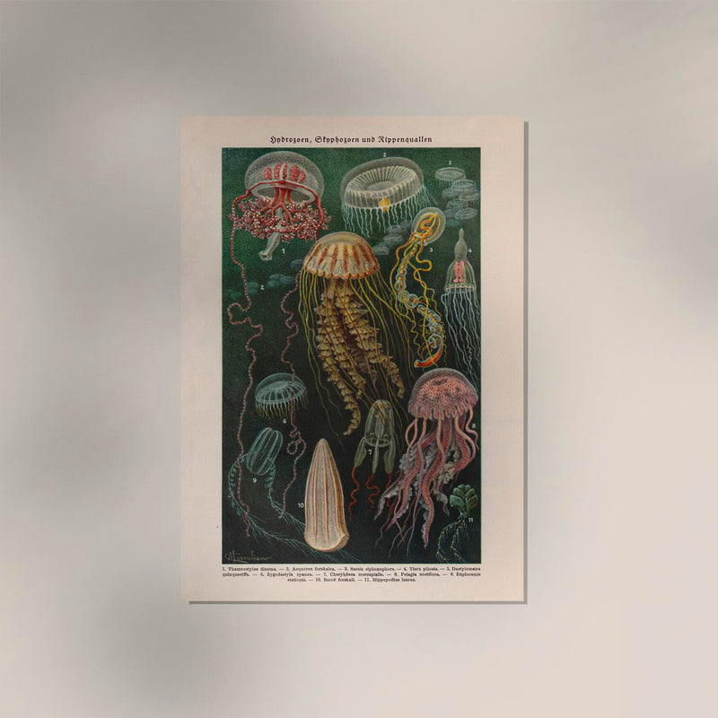 Jellyfishes Chart Poster – Wissenschaftliche Illustration Meeresbiologie — Ansicht 2