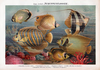 Scaled-fin Poster Chart – Scientific Illustration — Ansicht 3