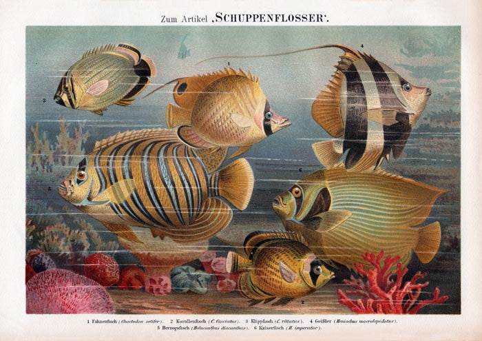 Scaled-fin Poster Chart – Scientific Illustration — Ansicht 3