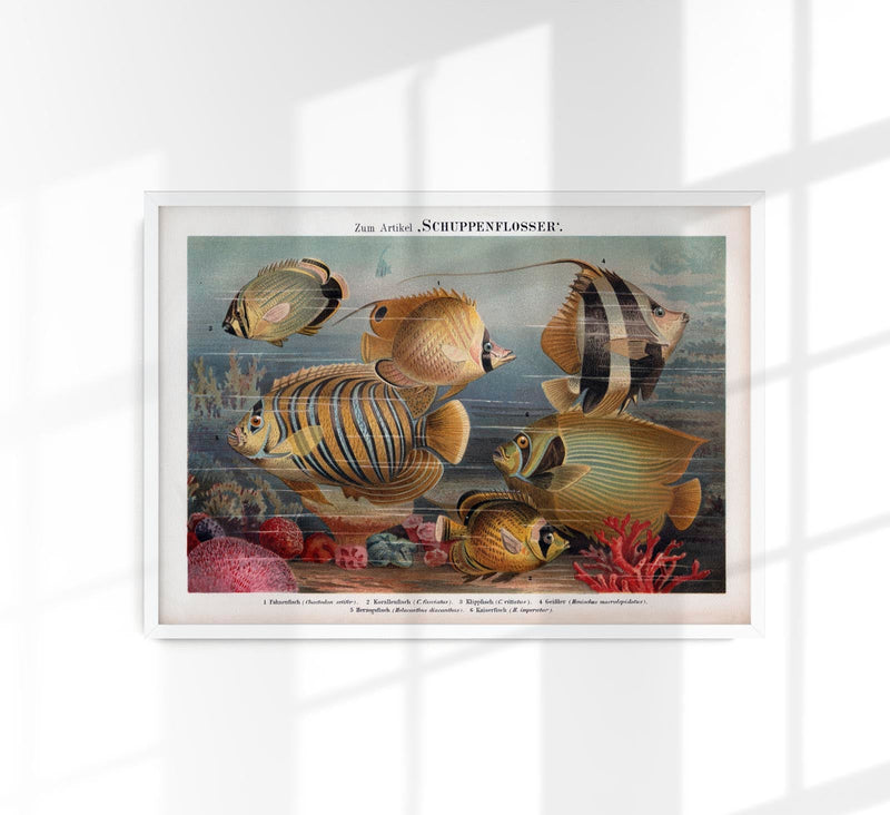 Scaled-fin Poster Chart – Scientific Illustration — Patroa Studio