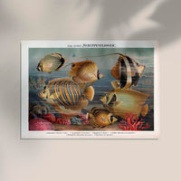 Scaled-fin Poster Chart – Scientific Illustration — Ansicht 2
