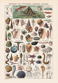 Mollusks, Worms, Echinoderms Chart Poster – Scientific Illustration — Ansicht 3