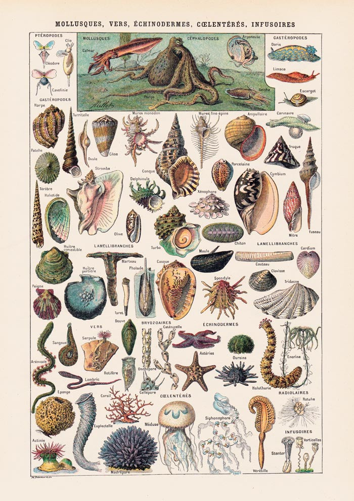 Mollusks, Worms, Echinoderms Chart Poster – Scientific Illustration — Ansicht 3