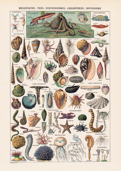 Mollusks, Worms, Echinoderms Chart Poster – Scientific Illustration