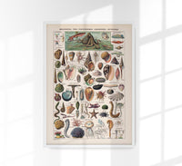Mollusks, Worms, Echinoderms Chart Poster – Scientific Illustration — Ansicht 1