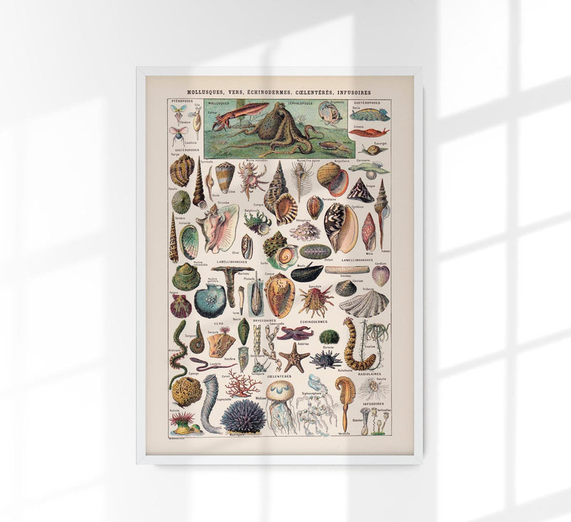 Mollusks, Worms, Echinoderms Chart Poster – Scientific Illustration — Patroa Studio