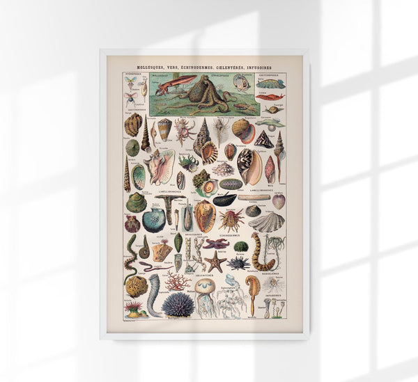 Mollusks, Worms, Echinoderms Chart Poster – Scientific Illustration