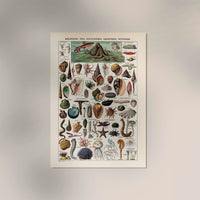 Mollusks, Worms, Echinoderms Chart Poster – Scientific Illustration — Ansicht 2