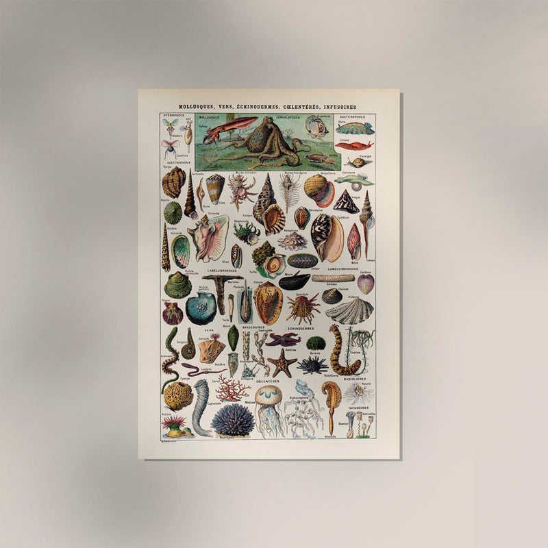 Mollusks, Worms, Echinoderms Chart Poster – Scientific Illustration — Ansicht 2
