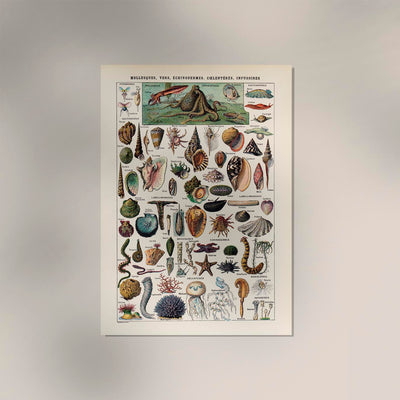 Mollusks, Worms, Echinoderms Chart Poster – Scientific Illustration