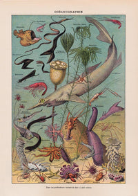Oceanography Chart Poster – Scientific Illustration Marine Biology — Ansicht 3