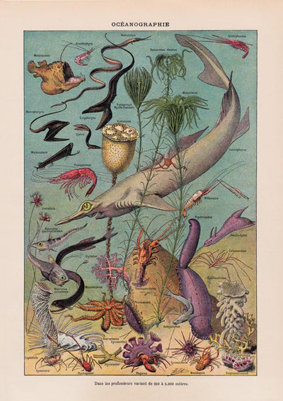 Oceanography Chart Poster – Scientific Illustration Marine Biology