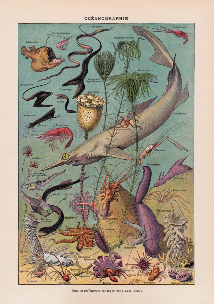 Oceanography Chart Poster – Scientific Illustration Marine Biology — Ansicht 3