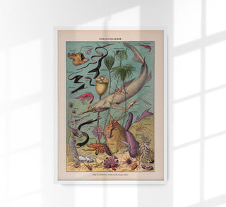 Oceanography Chart Poster – Wissenschaftliche Illustration Meeresbiologie