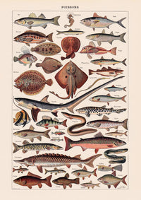 Poissons Fish Chart Poster – Scientific Illustration by Patroa Studio — Ansicht 3