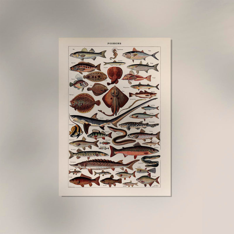 Poissons Fish Chart Poster – Scientific Illustration by Patroa Studio — Ansicht 2