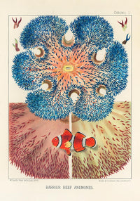 Great Barrier Reef Anemones No 1 – Art Print by Patroa Studio — Ansicht 3