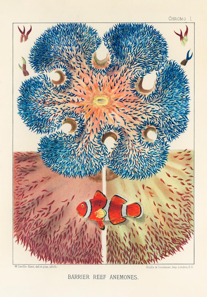 Great Barrier Reef Anemones No 1 – Art Print by Patroa Studio — Ansicht 3