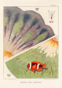 Great Barrier Reef Anemones No. 2 – Art Print Berlin — Ansicht 3