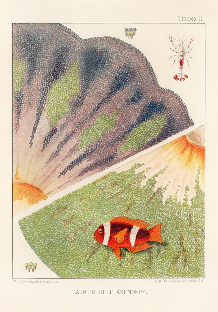 Great Barrier Reef Anemones No. 2 – Art Print Berlin — Ansicht 3