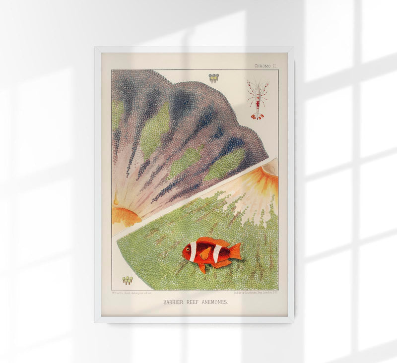 Great Barrier Reef Anemones No. 2 – Art Print Berlin — Patroa Studio