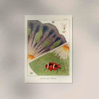 Great Barrier Reef Anemones No. 2 – Art Print Berlin — Ansicht 2