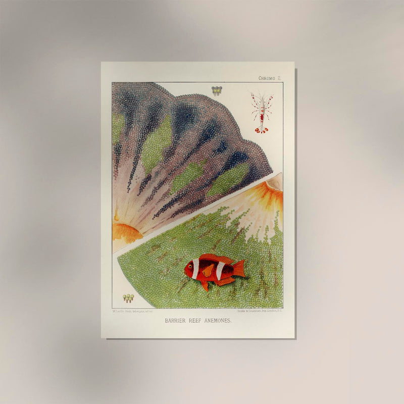 Great Barrier Reef Anemones No. 2 – Art Print Berlin — Ansicht 2