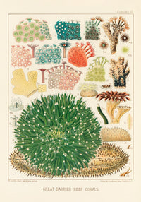 Great Barrier Reef Corals Nr 5 – Kunstdruck UV-resistent — Ansicht 3
