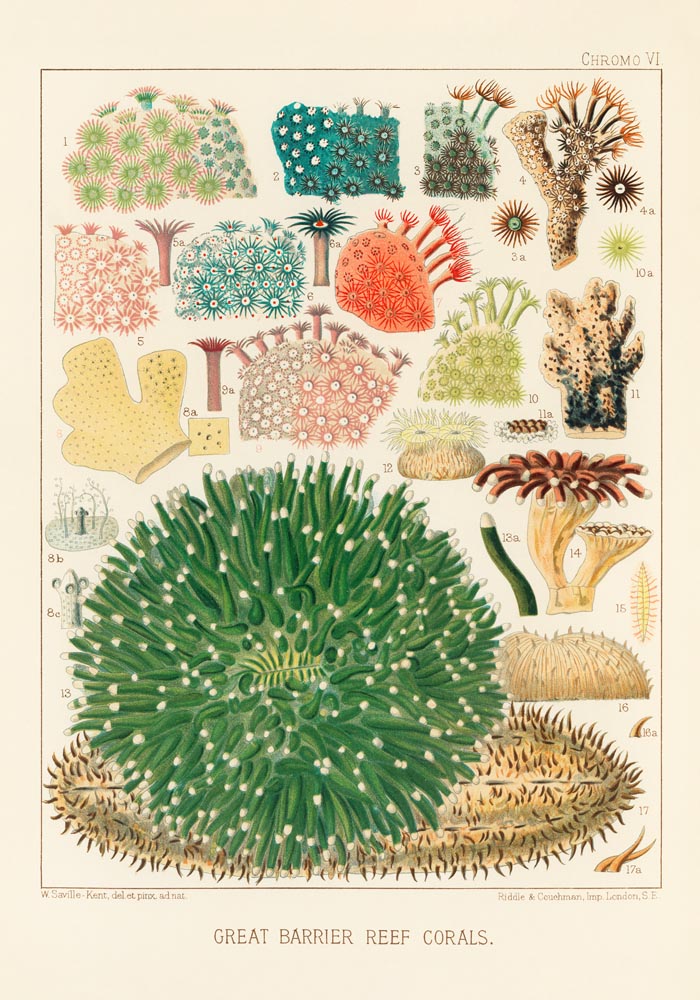 Great Barrier Reef Corals Nr 5 – Kunstdruck UV-resistent — Ansicht 3