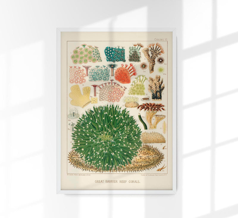 Great Barrier Reef Corals Nr 5 – Kunstdruck UV-resistent — Patroa Studio