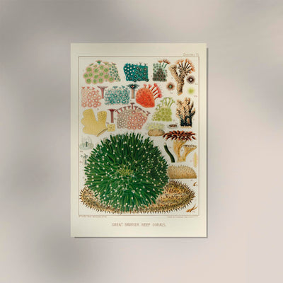 Great Barrier Reef Corals No. 5 – UV-resistant art print