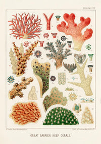 Great Barrier Reef Corals Nr 7 Poster – Kunstdruck — Ansicht 3