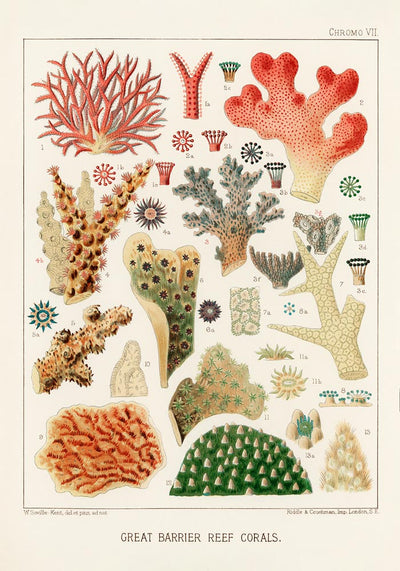 Great Barrier Reef Corals No. 7 Poster – Art Print