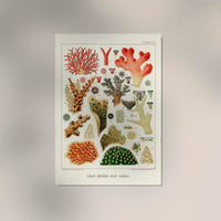 Great Barrier Reef Corals Nr 7 Poster – Kunstdruck — Ansicht 2