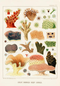 Great Barrier Reef Corals Nr 8 – Kunstdruck auf Archivpapier — Ansicht 3