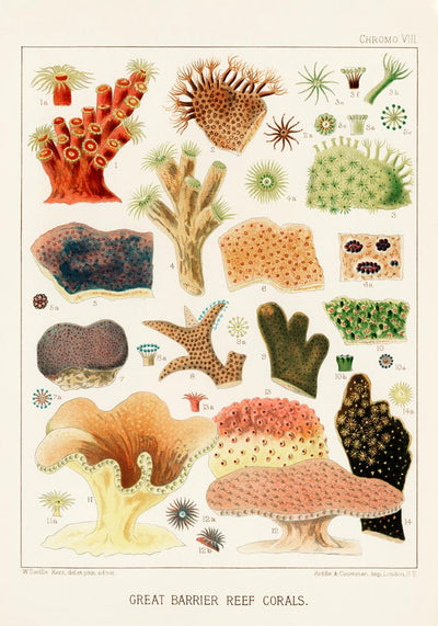 Great Barrier Reef Corals No 8 – Art Print on Archival Paper