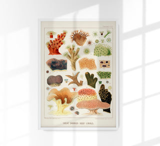 Great Barrier Reef Corals Nr 8