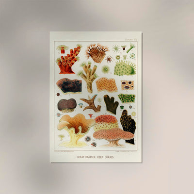 Great Barrier Reef Corals No 8 – Art Print on Archival Paper