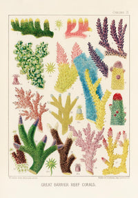 Great Barrier Reef Corals Nr 9 – Kunstdruck UV-resistent — Ansicht 3