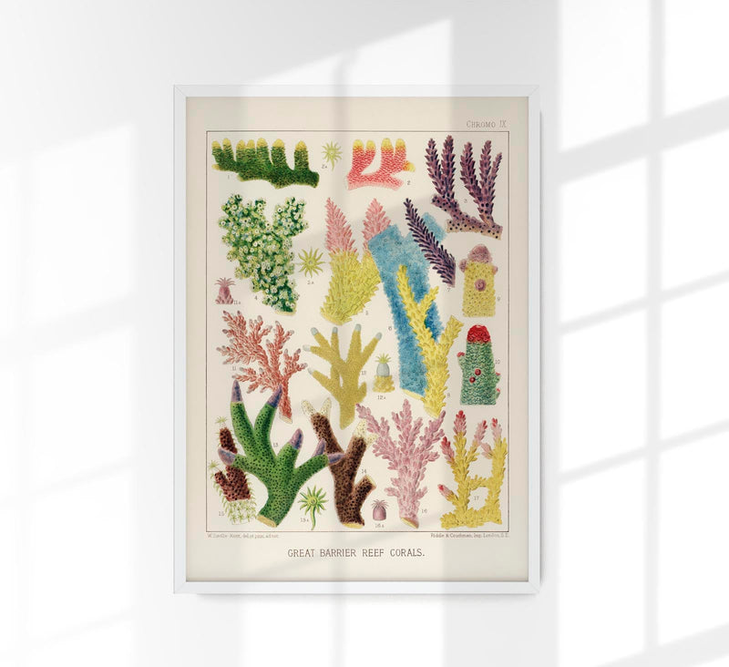 Great Barrier Reef Corals Nr 9 – Kunstdruck UV-resistent — Patroa Studio