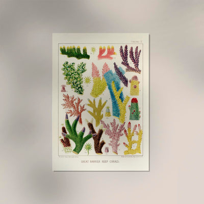 Great Barrier Reef Corals No 9 – Art Print UV-resistant