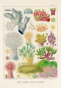 Great Barrier Reef Alcyonaria Nr 10 – Kunstdruck Korallen — Ansicht 3