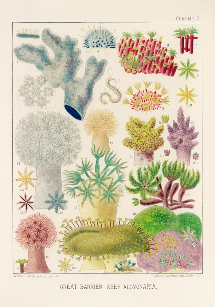 Great Barrier Reef Alcyonaria Nr 10 – Kunstdruck Korallen — Ansicht 3