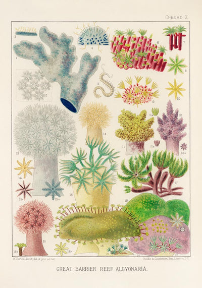 Great Barrier Reef Alcyonaria Nr 10 – Kunstdruck Korallen